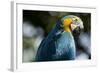 Blue and Gold Macaw, Costa Rica-null-Framed Photographic Print