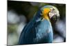 Blue and Gold Macaw, Costa Rica-null-Mounted Photographic Print