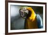 Blue and Gold Macaw, Costa Rica-null-Framed Photographic Print