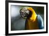 Blue and Gold Macaw, Costa Rica-null-Framed Photographic Print