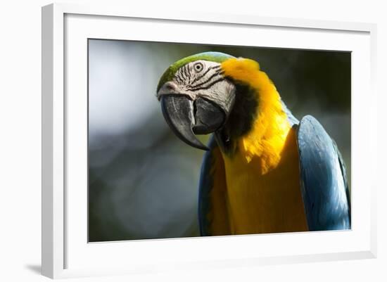 Blue and Gold Macaw, Costa Rica-null-Framed Photographic Print