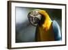 Blue and Gold Macaw, Costa Rica-null-Framed Photographic Print