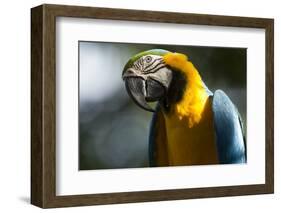 Blue and Gold Macaw, Costa Rica-null-Framed Photographic Print