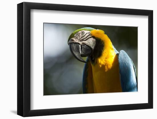 Blue and Gold Macaw, Costa Rica-null-Framed Photographic Print