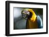 Blue and Gold Macaw, Costa Rica-null-Framed Photographic Print