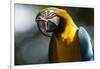 Blue and Gold Macaw, Costa Rica-null-Framed Photographic Print