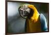Blue and Gold Macaw, Costa Rica-null-Framed Photographic Print