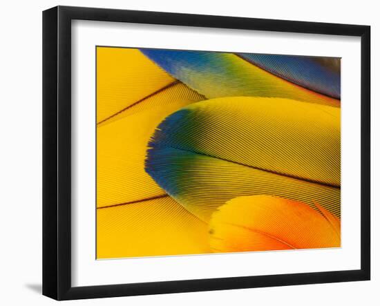 Blue and Gold Macaw Parrot Feathers-Travis Owenby-Framed Photographic Print