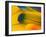 Blue and Gold Macaw Parrot Feathers-Travis Owenby-Framed Photographic Print