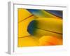 Blue and Gold Macaw Parrot Feathers-Travis Owenby-Framed Photographic Print