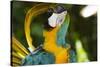 Blue and Gold Macaw Preening, Captive- S. America-Lynn M^ Stone-Stretched Canvas