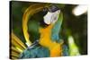 Blue and Gold Macaw Preening, Captive- S. America-Lynn M^ Stone-Stretched Canvas