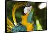 Blue and Gold Macaw Preening, Captive- S. America-Lynn M^ Stone-Framed Stretched Canvas