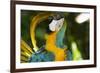 Blue and Gold Macaw Preening, Captive- S. America-Lynn M^ Stone-Framed Photographic Print