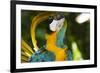 Blue and Gold Macaw Preening, Captive- S. America-Lynn M^ Stone-Framed Photographic Print