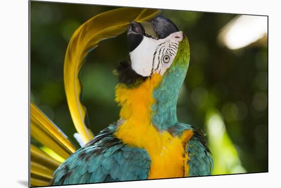 Blue and Gold Macaw Preening, Captive- S. America-Lynn M^ Stone-Mounted Photographic Print