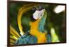 Blue and Gold Macaw Preening, Captive- S. America-Lynn M^ Stone-Framed Photographic Print