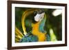 Blue and Gold Macaw Preening, Captive- S. America-Lynn M^ Stone-Framed Photographic Print