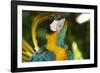 Blue and Gold Macaw Preening, Captive- S. America-Lynn M^ Stone-Framed Photographic Print