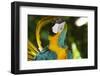 Blue and Gold Macaw Preening, Captive- S. America-Lynn M^ Stone-Framed Photographic Print