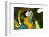 Blue and Gold Macaw Preening, Captive- S. America-Lynn M^ Stone-Framed Photographic Print