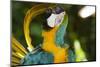 Blue and Gold Macaw Preening, Captive- S. America-Lynn M^ Stone-Mounted Photographic Print