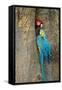Blue and Gold Macaw with Scarlet Macaw, Costa Rica-null-Framed Stretched Canvas