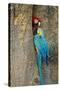 Blue and Gold Macaw with Scarlet Macaw, Costa Rica-null-Stretched Canvas