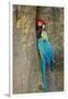 Blue and Gold Macaw with Scarlet Macaw, Costa Rica-null-Framed Premium Photographic Print