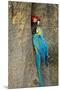 Blue and Gold Macaw with Scarlet Macaw, Costa Rica-null-Mounted Premium Photographic Print