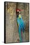 Blue and Gold Macaw with Scarlet Macaw, Costa Rica-null-Framed Stretched Canvas