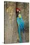 Blue and Gold Macaw with Scarlet Macaw, Costa Rica-null-Stretched Canvas