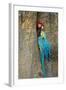 Blue and Gold Macaw with Scarlet Macaw, Costa Rica-null-Framed Photographic Print