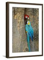 Blue and Gold Macaw with Scarlet Macaw, Costa Rica-null-Framed Photographic Print