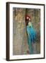 Blue and Gold Macaw with Scarlet Macaw, Costa Rica-null-Framed Photographic Print