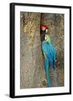 Blue and Gold Macaw with Scarlet Macaw, Costa Rica-null-Framed Photographic Print