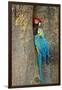 Blue and Gold Macaw with Scarlet Macaw, Costa Rica-null-Framed Photographic Print