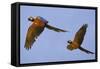 Blue and Gold Macaw-null-Framed Stretched Canvas