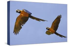 Blue and Gold Macaw-null-Stretched Canvas