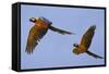 Blue and Gold Macaw-null-Framed Stretched Canvas