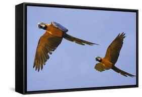 Blue and Gold Macaw-null-Framed Stretched Canvas