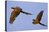 Blue and Gold Macaw-null-Stretched Canvas