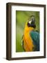 Blue and Gold Macaw-Stuart Westmorland-Framed Photographic Print