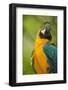 Blue and Gold Macaw-Stuart Westmorland-Framed Photographic Print