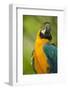 Blue and Gold Macaw-Stuart Westmorland-Framed Photographic Print