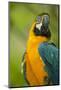 Blue and Gold Macaw-Stuart Westmorland-Mounted Photographic Print