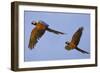 Blue and Gold Macaw-null-Framed Photographic Print