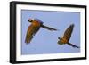 Blue and Gold Macaw-null-Framed Photographic Print