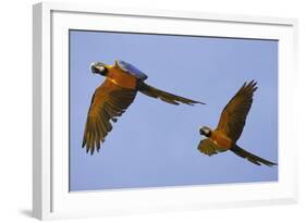 Blue and Gold Macaw-null-Framed Photographic Print