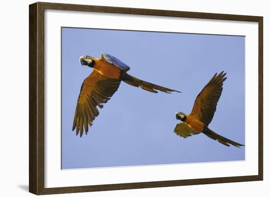 Blue and Gold Macaw-null-Framed Photographic Print
